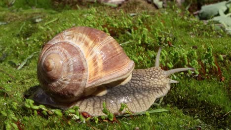 helix pomatia also roman snail, burgundy snail