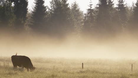 the sun shines through the morning mist on a meadow where a cow grazes peacefully