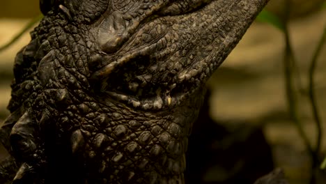 close-up detail shot of the hard skin of a crocodile