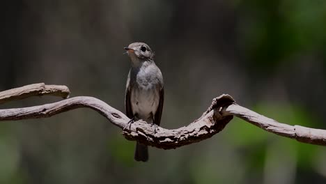 The-Asian-Brown-Flycatcher-is-a-small-passerine-bird-breeding-in-Japan,-Himalayas,-and-Siberia