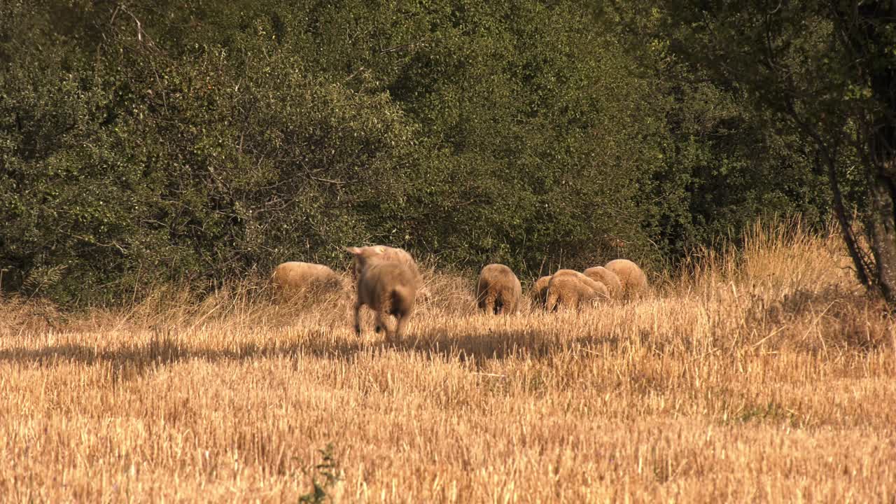 Pecore che corrono nell'erba gialla autunnale