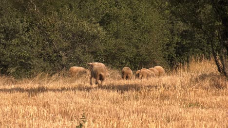 Sheep-running-in-the-yellow-Autumn-Grass