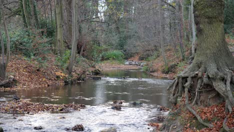 imágenes en 4k de un arroyo de bosque otoñal