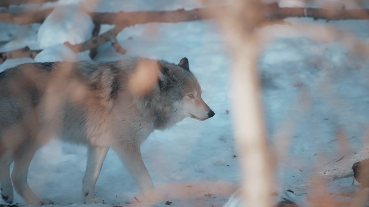 Grey wolf walking between the forest trees in winter