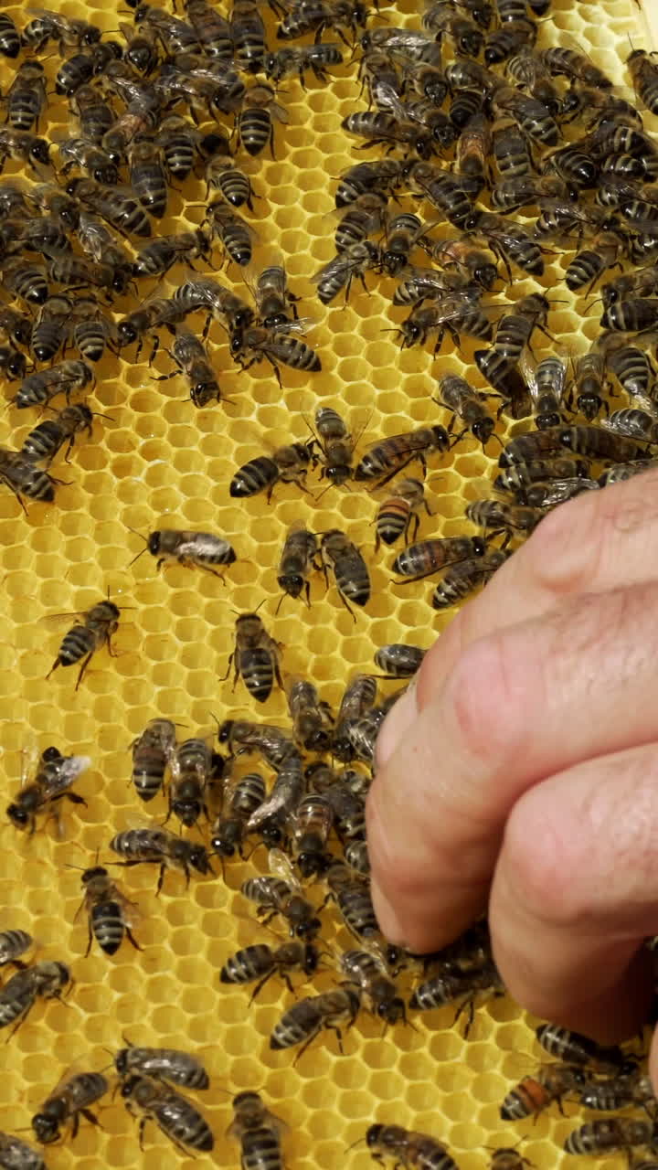 Barehanded male on a new frame with bees crawling outdoors. The beekeeper with his bare hands is holding a frame with bees. Vertical video