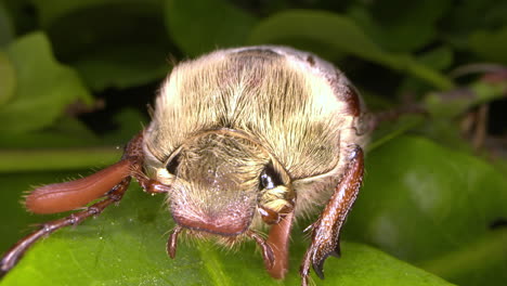 foto macro de la parte delantera de un abejorro descansando sobre una hoja de roble