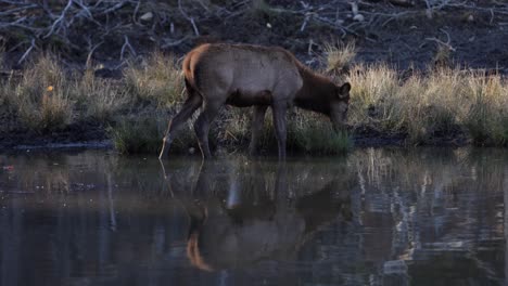 Hembra-De-Alce-Masticando-Hierba-Junto-Al-Lago-Bonito-Reflejo