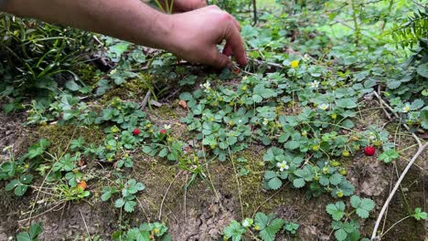 Sammeln-Von-Roten,-Reifen,-Frischen-Früchten,-Walderdbeeren-Im-Grünen-Wald-Im-Hyrkanischen-Naturschutzgebiet-In-Der-Sommersaison,-Die-Garnierung-Der-Mikrogrünen,-Malerischen-Landschaft-Im-Iran,-Rote-Erdbeeren,-Köstliche-Früchte-Im-Iran