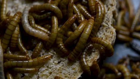 The-Mealworm-is-a-species-of-Darkling-Beetle-used-to-feed-pets-like-fish,-snakes,-birds,-and-frogs