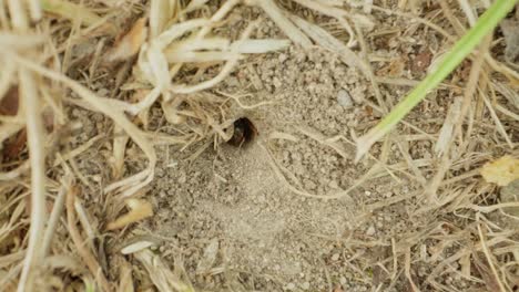 ant navigates compacted straw covered ground, sunlight casting strong shadows