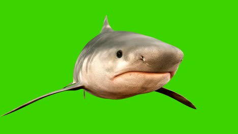 a shark swims under water with a wide open mouth full of sharp dangerous teeth. 3d animation with green screen.