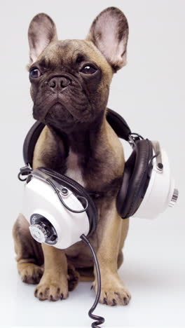 Cachorro-De-Bulldog-Francés-Con-Auriculares-Sobre-Un-Fondo-Blanco-En-Vertical