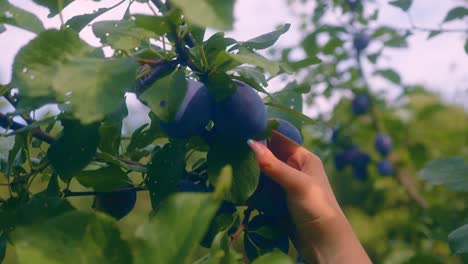 Menschliche-Hand,-Die-Pflaumen-Direkt-Vom-Baum-Erntet