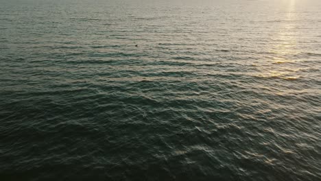 Pelikane,-Die-Bei-Sonnenuntergang-In-Costa-Rica-Auf-Dem-Meer-Schwimmen---Drohnenaufnahme