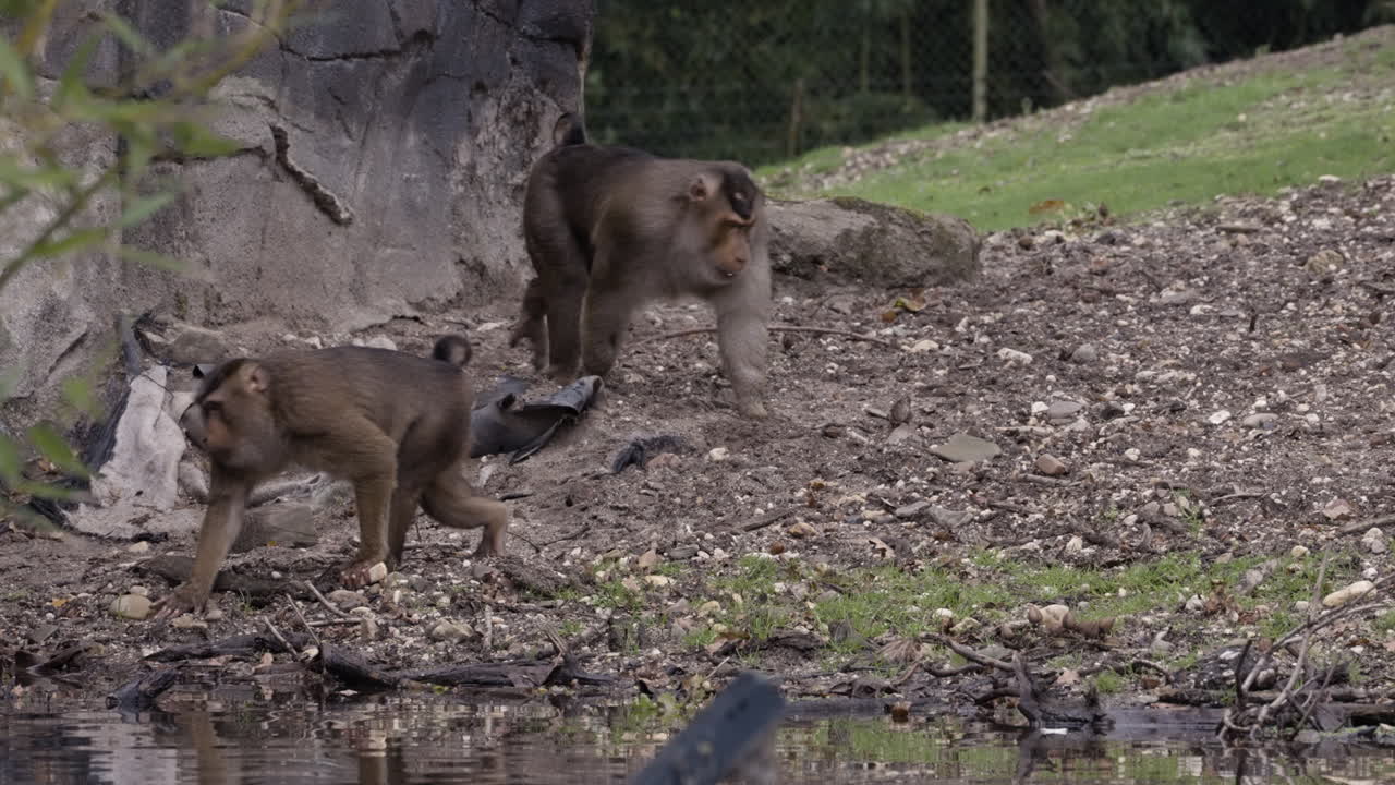 Monkey family in zoo, static view