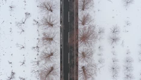 A-4k-aerial-shot-of-beautiful-Metasequoia-trees-lining-a-road-on-a-snowy-morning-at-Metasequoia-Namiki-in-Makino,-Shiga-Prefecture,-Japan