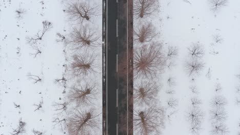 일본 시가현 마키노에 있는 메타세쿼이아 나미키에서 눈 내리는 아침에 길을 따라 줄지어 있는 아름다운 메타세쿼이아 나무의 4k 항공 샷