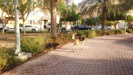 Tracking-shot-of-two-dogs-playing-aggressively-in-the-park