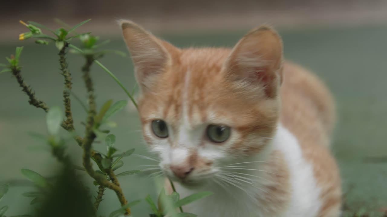 Mini cat potrait with bokeh background