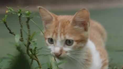 mini cat potrait with bokeh background