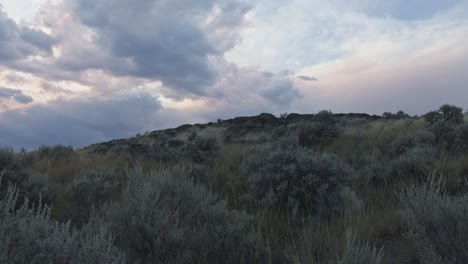 Sagebrush-blowing-in-the-wind,-Kamloops-B.C.-Canada