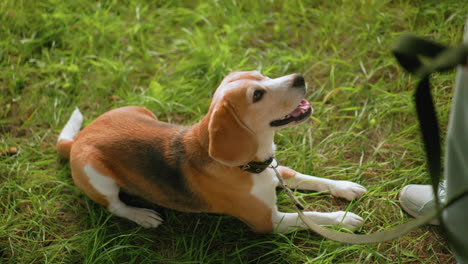 beagle dog sitting attentively on grassy field staring at owner with focus and excitement under bright sunny weather during outdoor obedience training session, demonstrating eager engagement