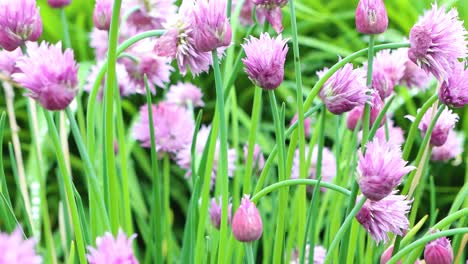 a forest of garden chives ready for the table