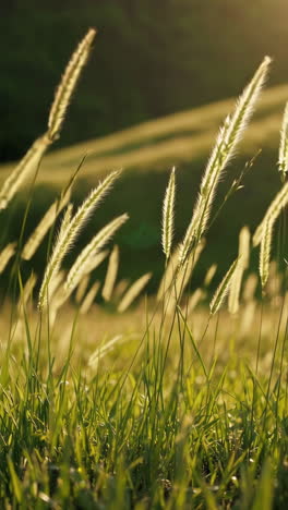 golden sunset meadow