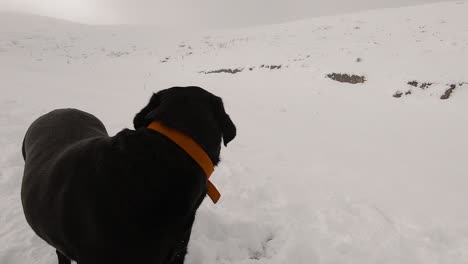 perro negro con un collar rojo en una montaña nevada