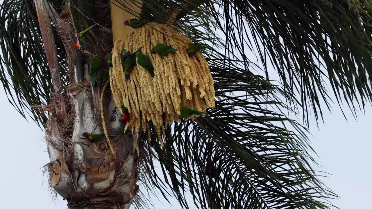 Vibrant birds interact with palm seeds and fronds, showcasing lively behavior in a natural setting.