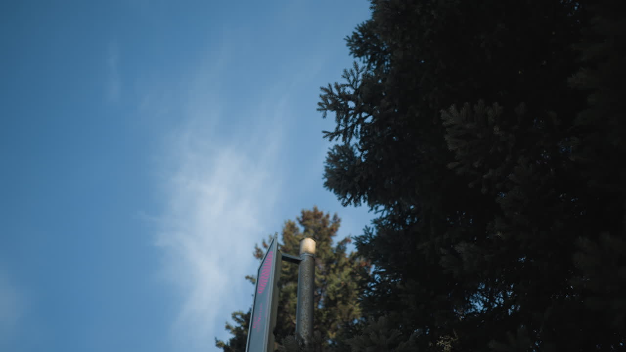 low angle winter blue spruce under sunny light, fresh snow on needles, visible breath drifting through frosty air, city cars and buildings blurred behind, urban greenery contrasting cold morning sky