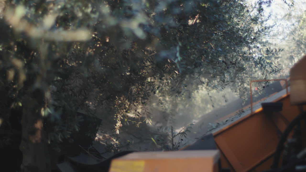 Olive Tree Harvesting