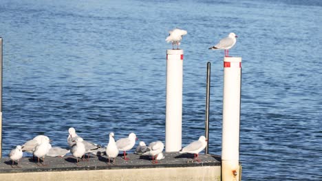 gaviotas descansando y volando alrededor de los pilares del muelle