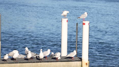 seagulls resting and flying around dock pillars