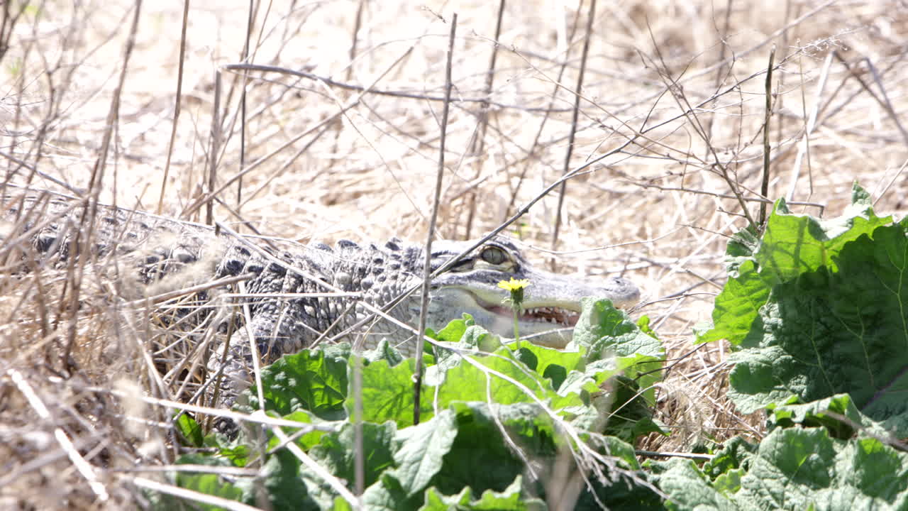 늪 슬로우 모션에서 미국 악어 사냥