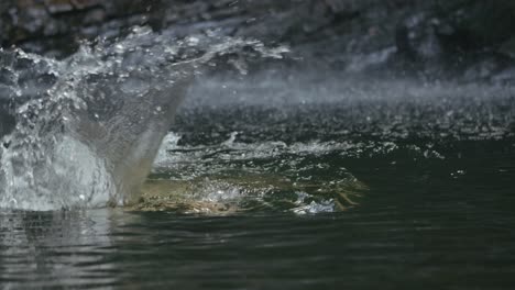Person Swimming in a Waterfall