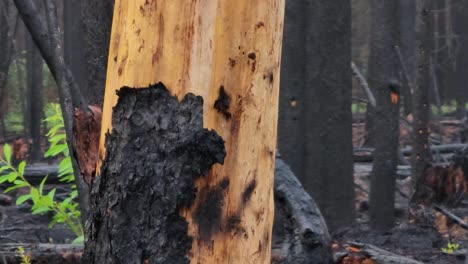 Tree trunk burned by a fire. Detail shot