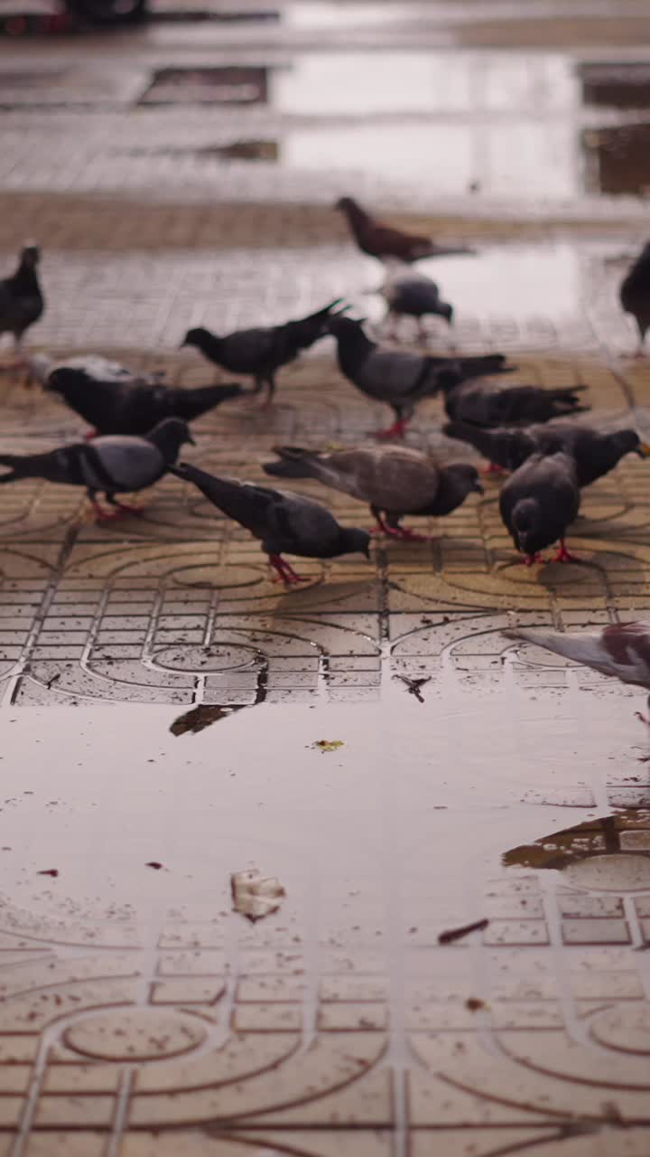 Pigeons on wet pavement after rain