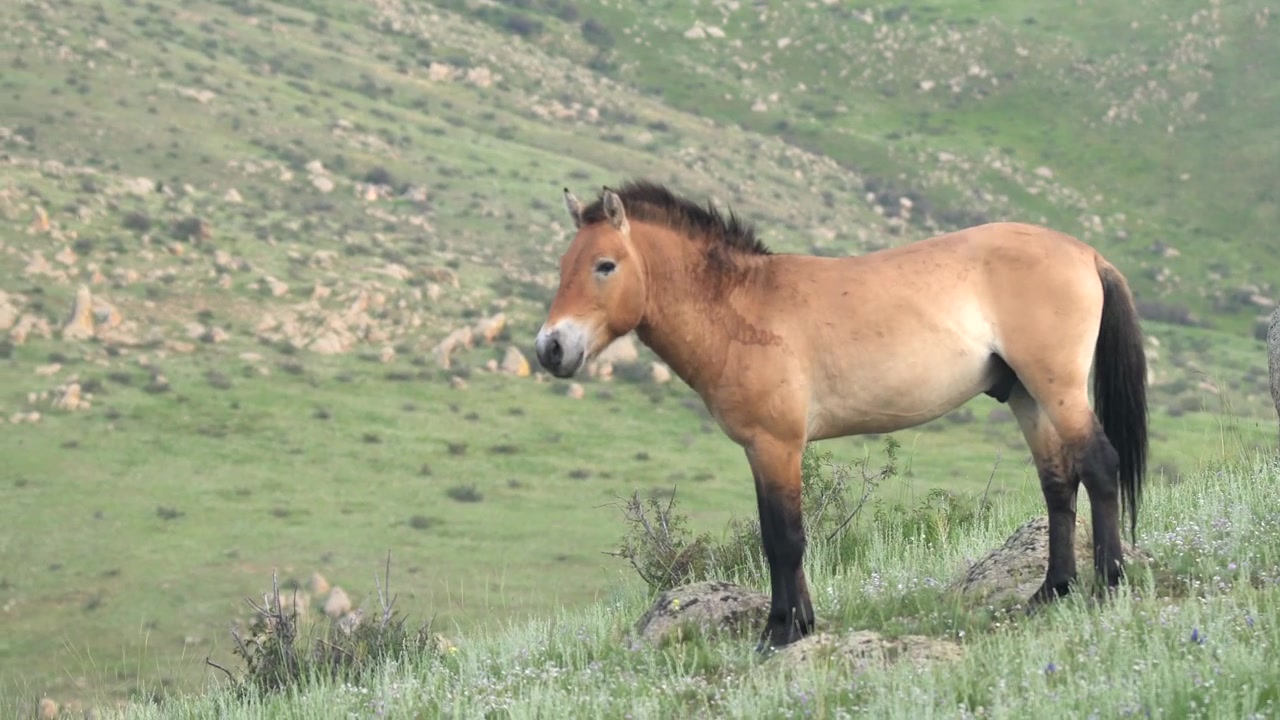Cavalo de Przewalski Caminhando em uma Encosta Gramada
