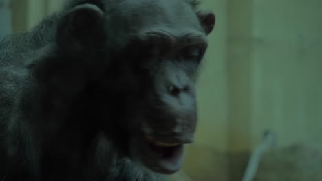 close up of old chimpanzee's face looking around zoo enclosure