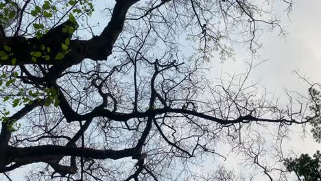 Deciduous-tree-canopy-rotating-low-angle-shot