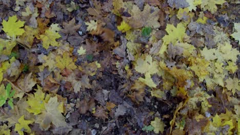 drone-is-cleaning-path-from-fallen-leaves-by-flying-over-it-and-making-strong-wind