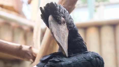 black bird perched on wood branch with long beak feathered wing. a black bird with a long beak perches on a tree branch, showcasing its elegant feather and majestic wing in a natural sculptural form