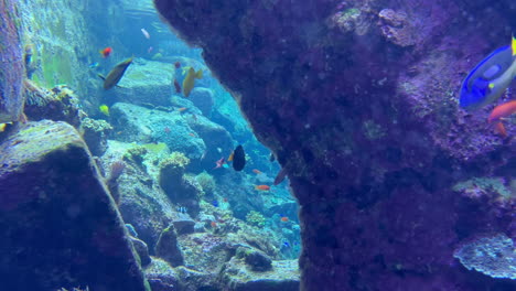 exotic fish swimming between rocks