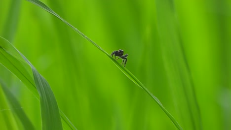 spider - green rice grass - playing - eyes