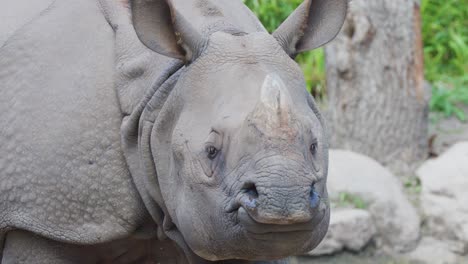 a greater one-horned rhinoceros moves slowly in a naturalistic zoo enclosure, captured in soft daylight with steady, close-up camera shots highlighting its textured skin