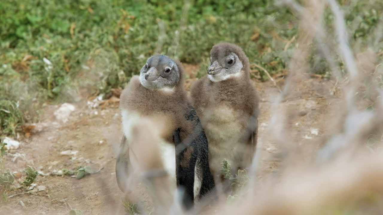 Dois juvenis de pinguim-africano em muda, mantendo-se bem próximos um do outro.