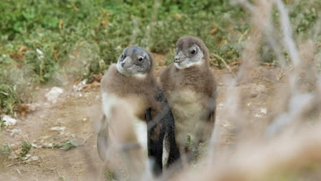 dos polluelos de pingüinos africanos en muda pegados uno al otro