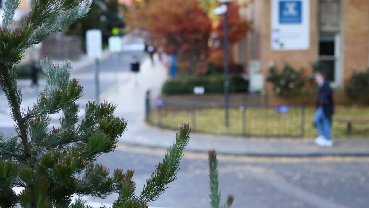 un hombre camina junto a un pino