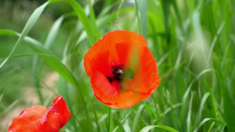 dos flores de amapola solitarias rodeadas de plantas de cultivo de maíz